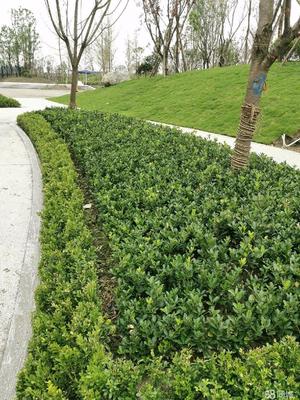 成都市政道路綠化,小區砍樹、修樹、除草、移栽樹