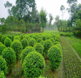 小葉女貞造型盆景樹樁灌木球小區(qū)學(xué)校廠區(qū)別墅酒店工程園林景觀綠化設(shè)計施工