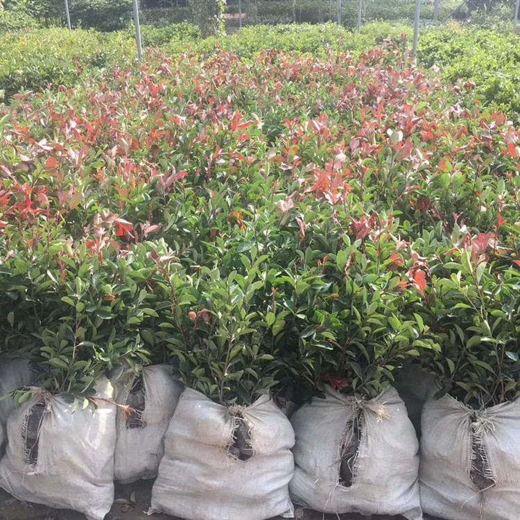 武漢?？祱@林 石楠樹苗 紅葉石楠樹苗木工地小區(qū)籬笆綠化100盆