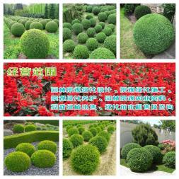 小葉女貞造型盆景樹樁灌木球小區(qū)學校廠區(qū)別墅酒店工程園林景觀綠化設計施工