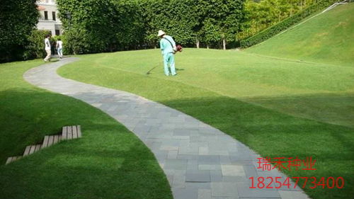 園林綠化草種子的種類一斤多少錢