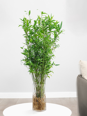 武漢室內(nèi)盆景、花卉養(yǎng)護(hù)與園林綠化工程全解析