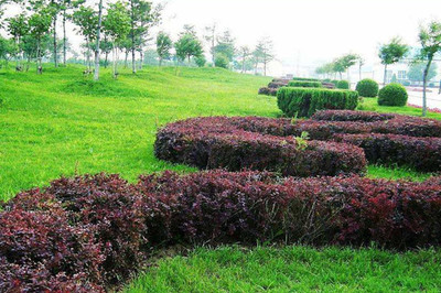 綠籬、色塊、色帶及體育場(chǎng)地設(shè)施的定點(diǎn)放線方法與步驟