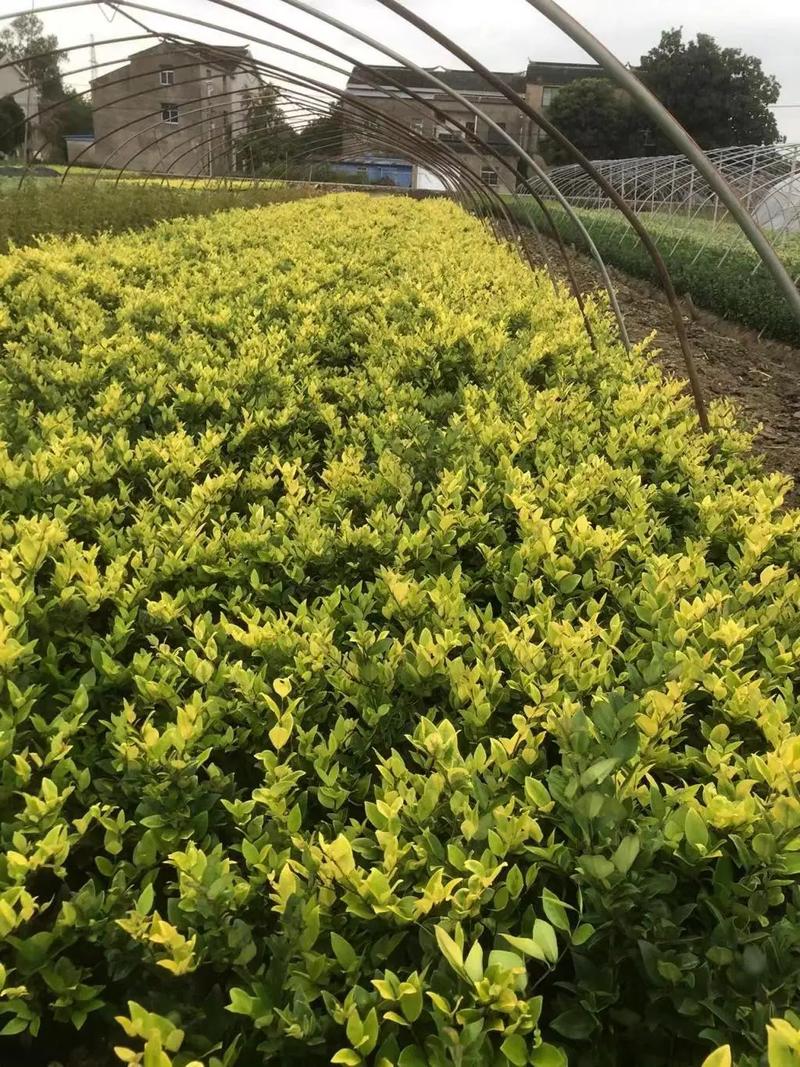 園林綠化工程苗木人 連接供需，筑造綠色與活力的空間