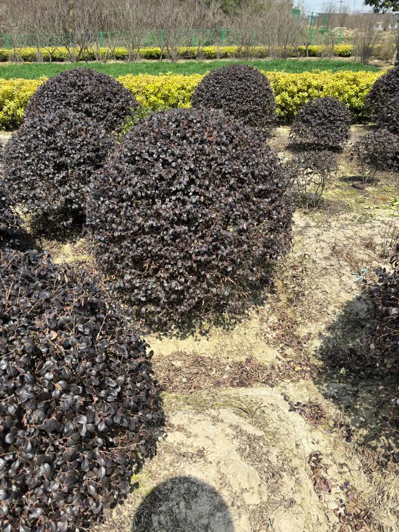 從苗木到園林 廠房綠化工程中的全鏈條服務(wù)