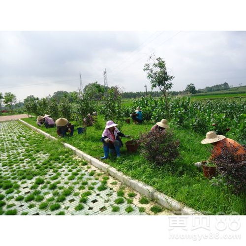 肇慶園林綠化工程施工 營(yíng)造山水名城生態(tài)畫卷